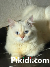 Persian kitten for sale