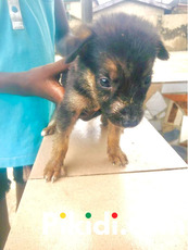 6 weeks old GSD puppies for sale