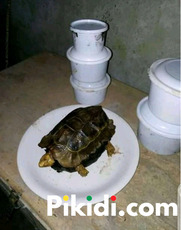 The most powerful spiritual native doctor in Nigeria+2348051831932