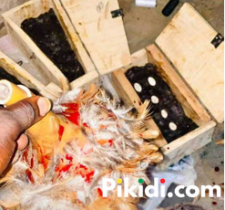 The best powerful spiritual herbalist in Nigeria chief Awoniyi+2348117855171 - 4