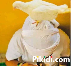 The best powerful spiritual herbalist in Nigeria chief Dr awoniyi+2348117855171 - 3